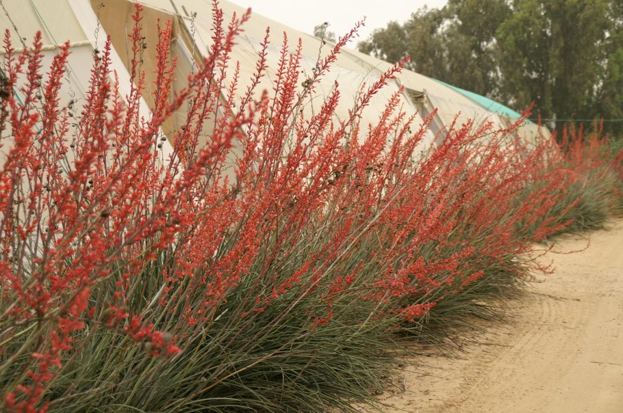 Hesperaloe parviflora