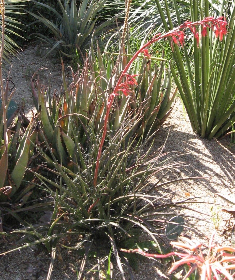 Дазилирион Уилера