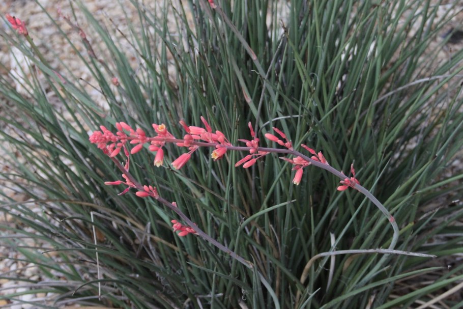 Hesperaloe parviflora