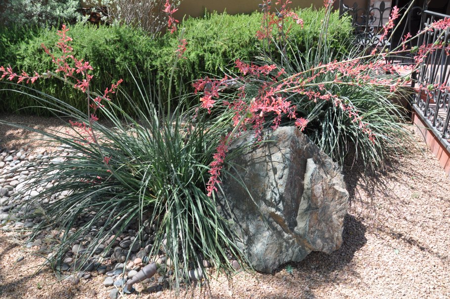 Hesperaloe parviflora