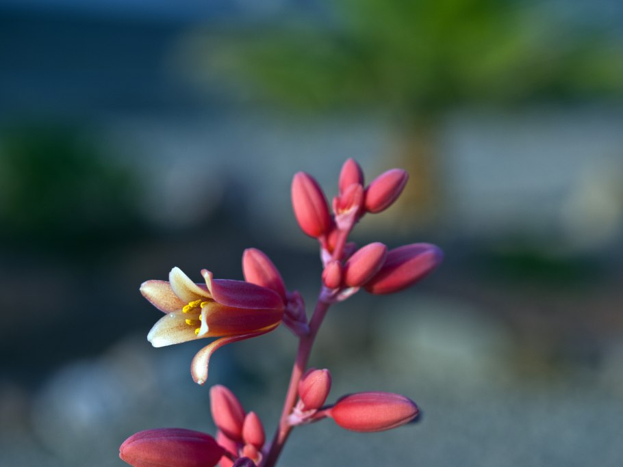 Red yucca