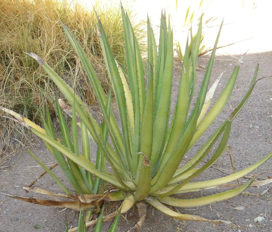 Agave univittata