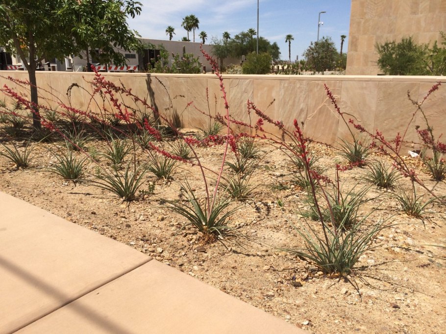 Необычные фрукты в разрезе