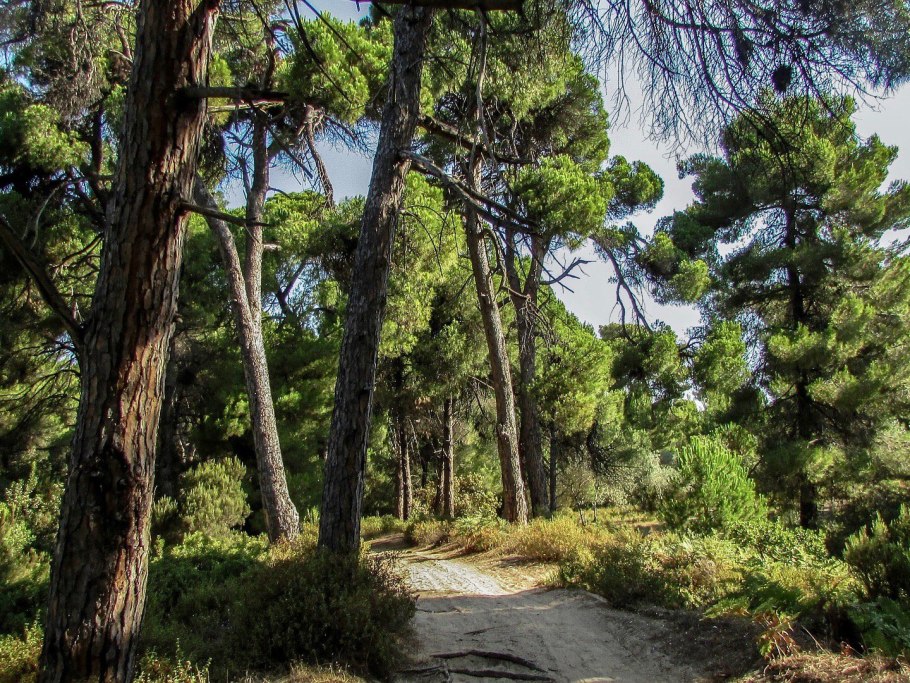 Греция тенистые леса