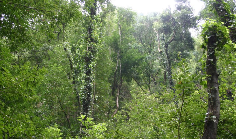 Жестколиственные вечнозеленые леса