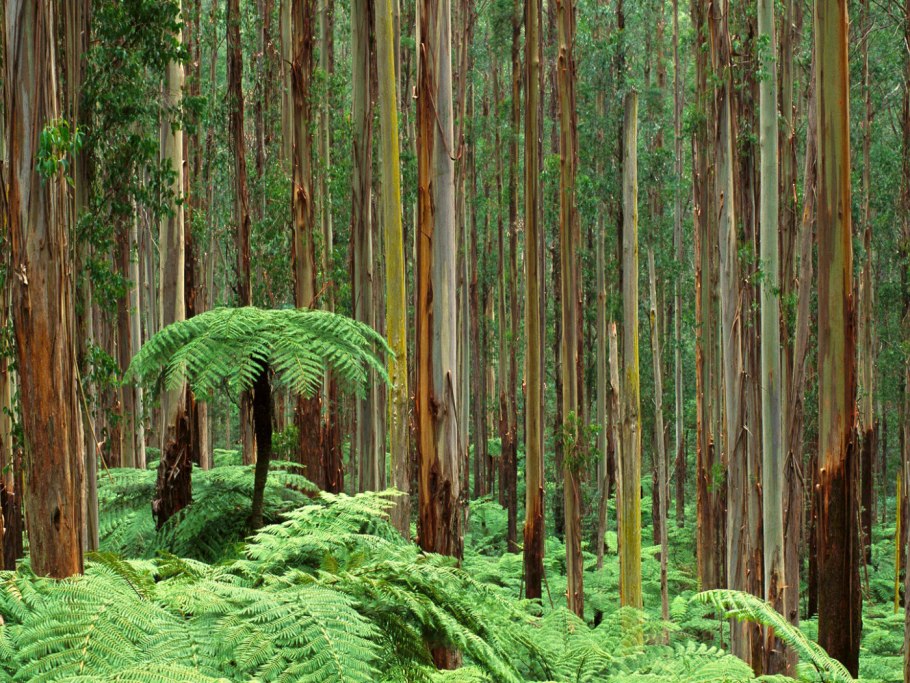 Вечнозелёные субтропические леса Австралии