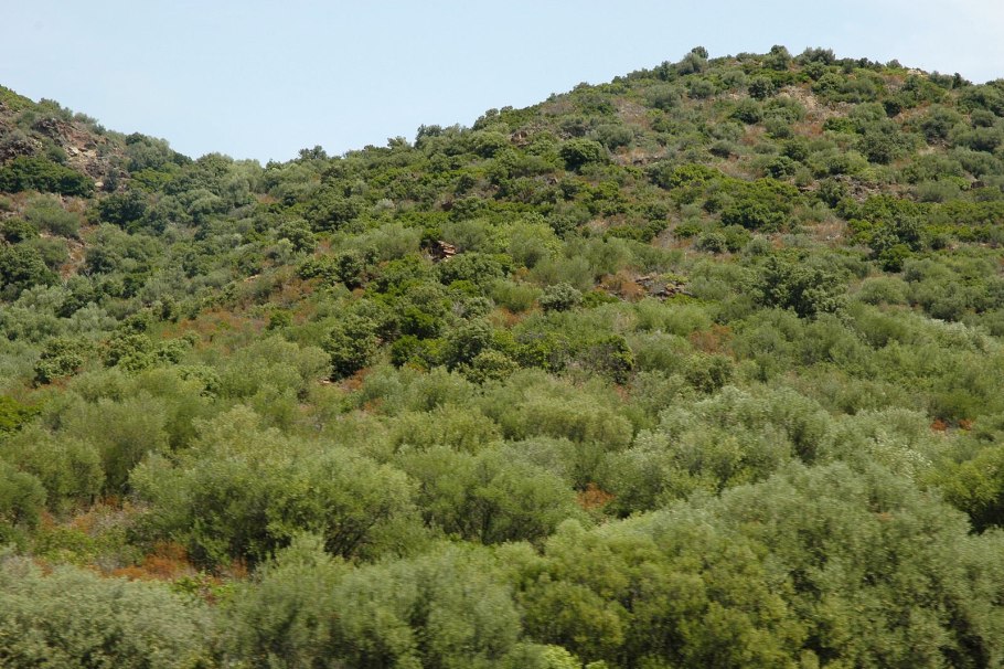 Средиземноморский маквис