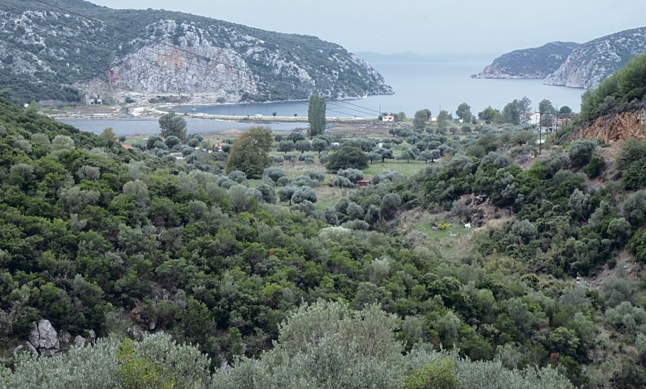 Средиземноморские вечнозеленые жестколистные леса