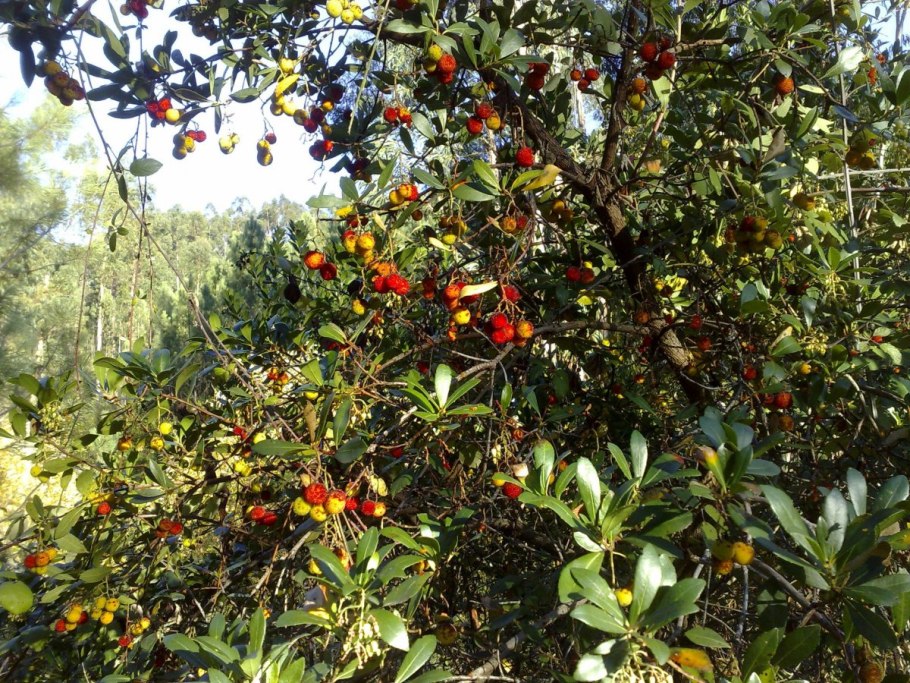 Жестколистные леса Средиземноморья