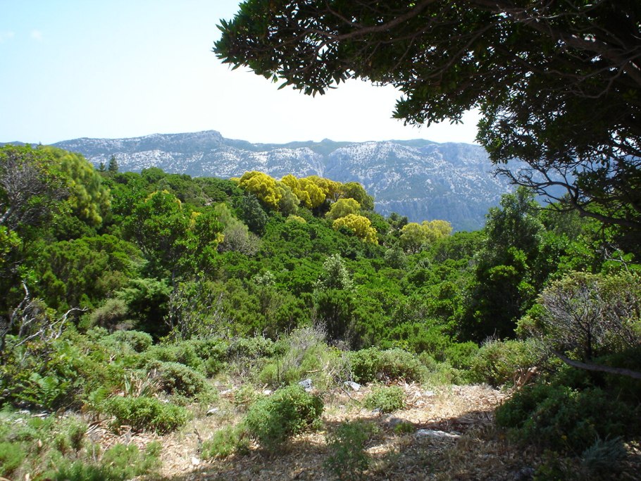 Жестколистные и вечнозеленые леса италии