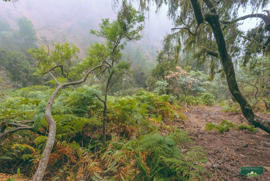 Национальный парк Гарахонай на острове ла-Гомера