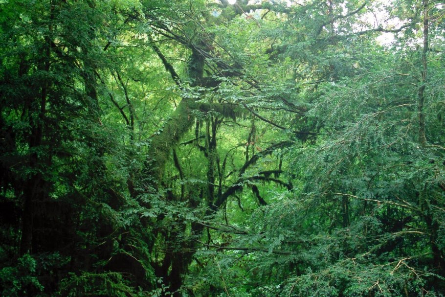 Субтропический лиановый Самурский лес