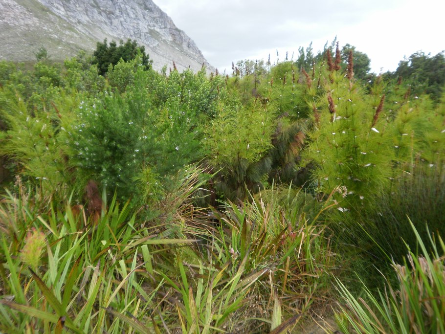 Смешанные и широколиственные леса Австралии