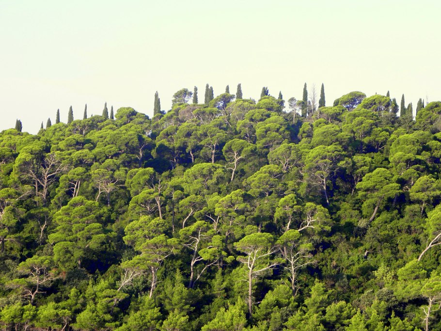 Stories of the Mediterranean Forest