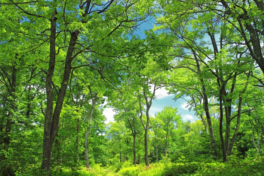 Жестколистные вечнозеленые леса