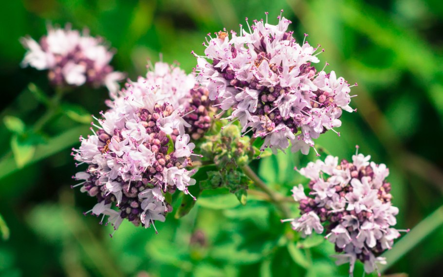 Душица обыкновенная (Origanum vulgare)
