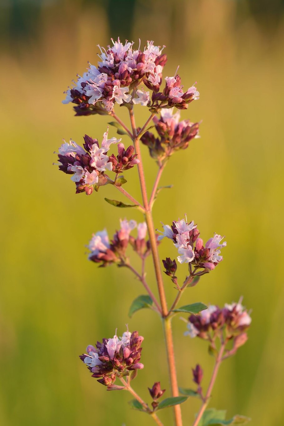 Душица обыкновенная (Origanum vulgare)