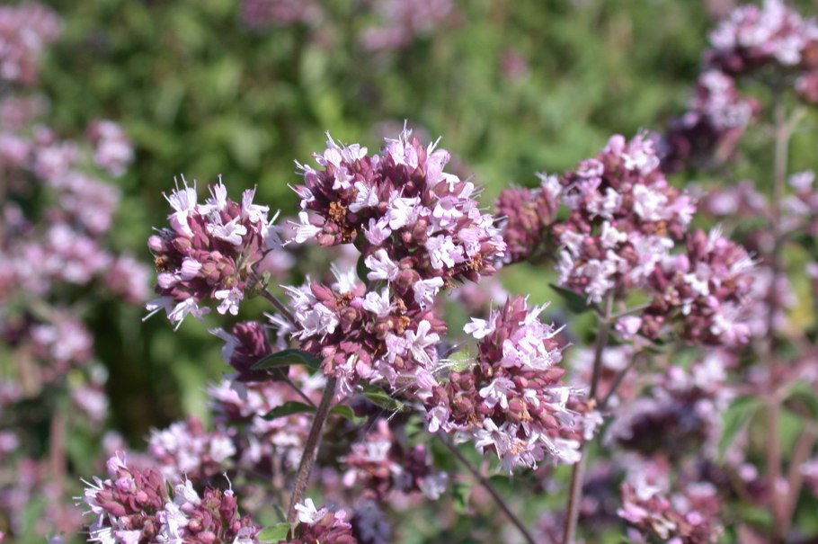 Душица обыкновенная (Origanum vulgare)