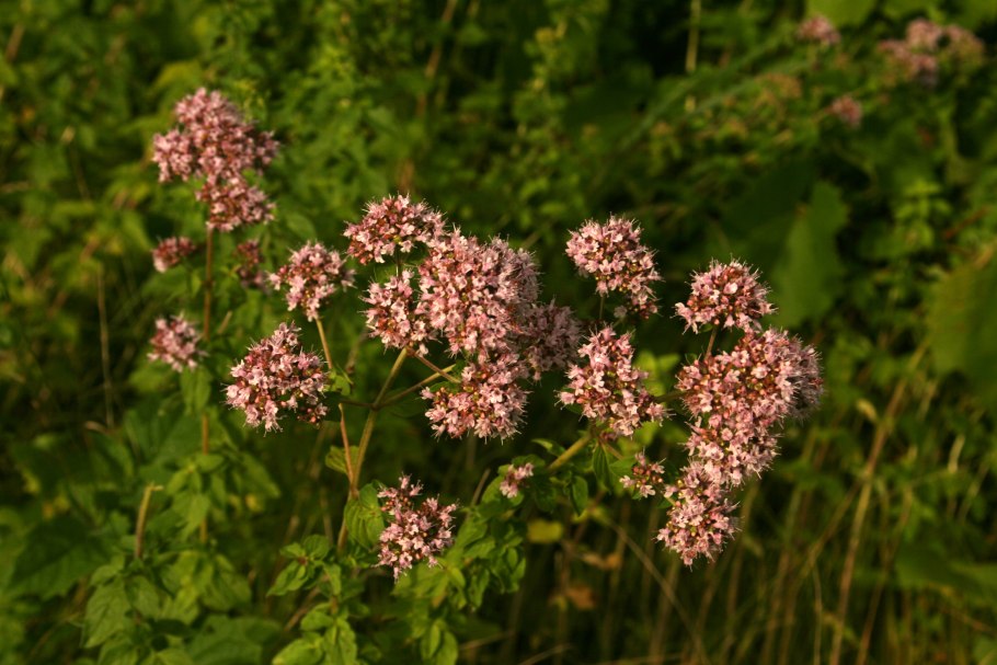 Душица обыкновенная орегано