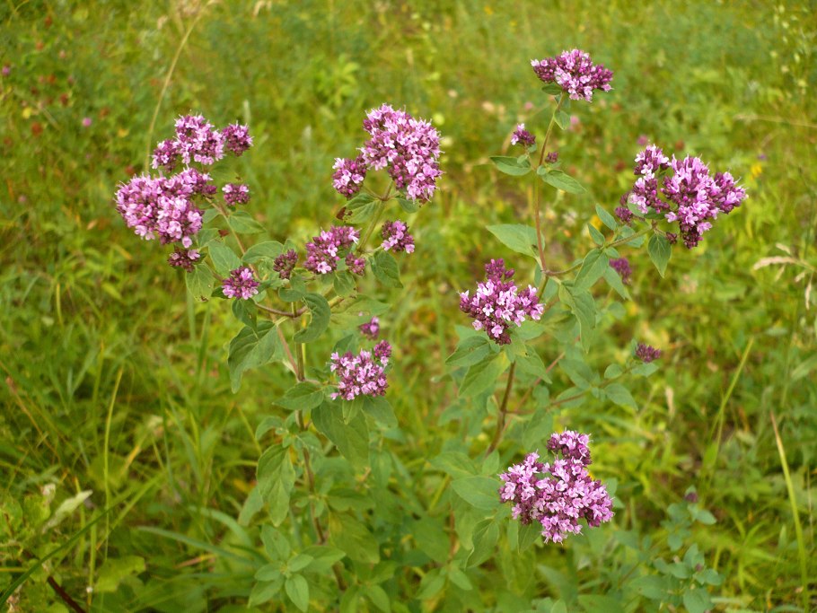 Душица обыкновенная Лесная