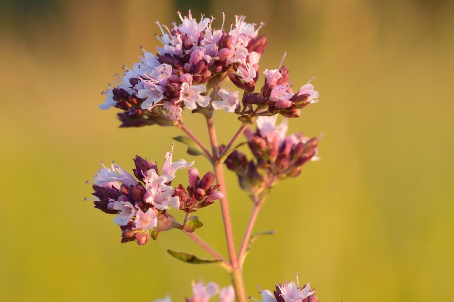 Душица origanum vulgare
