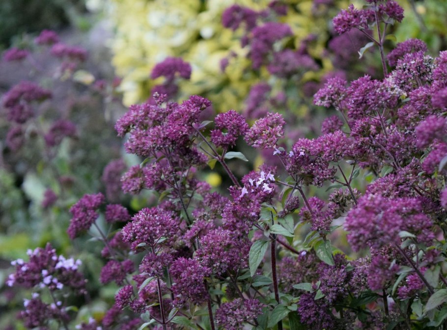Душица обыкновенная Хуторянка
