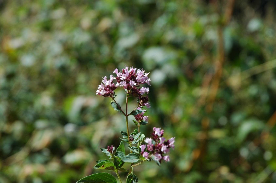 Трава душицы обыкновенной