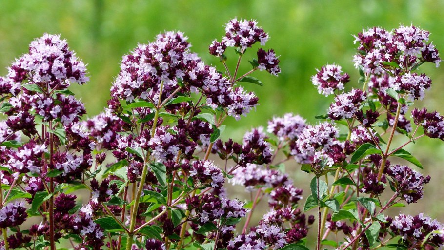 Душица обыкновенная (орегано)