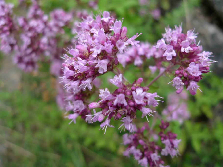 Душица обыкновенная (origanum vulgare)