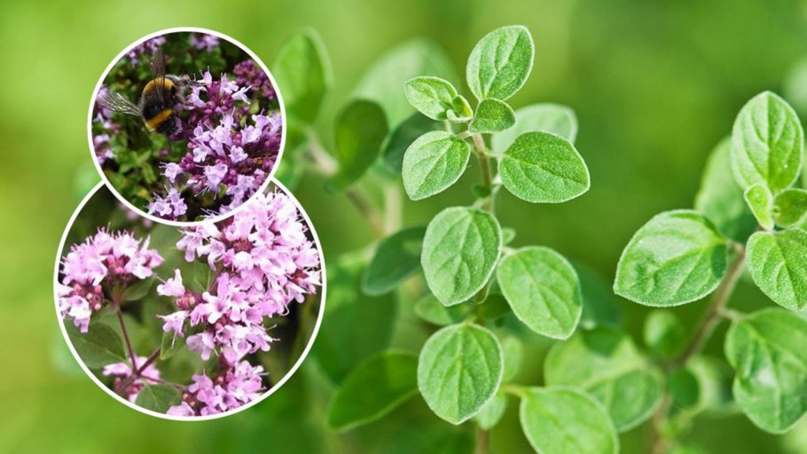 Душица орегано