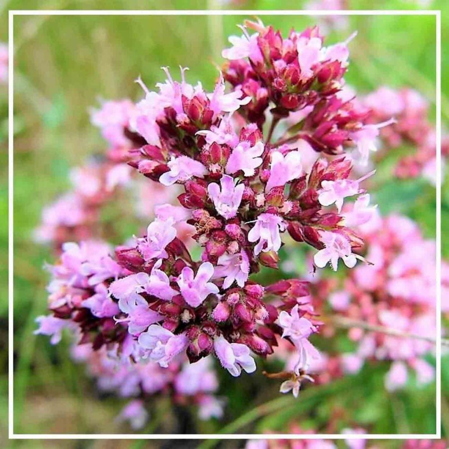 Душица – материнка - орегано