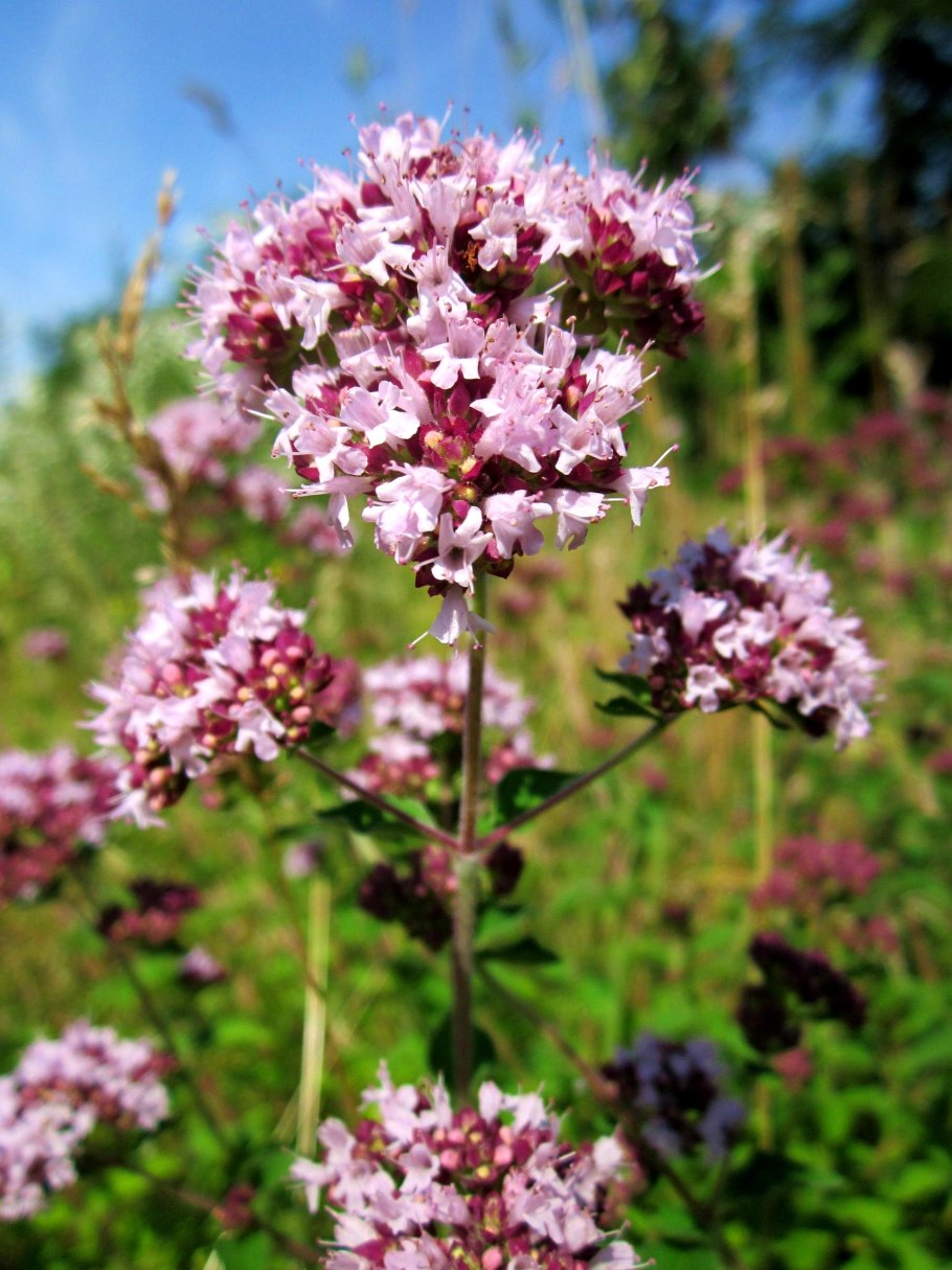 Душится трава