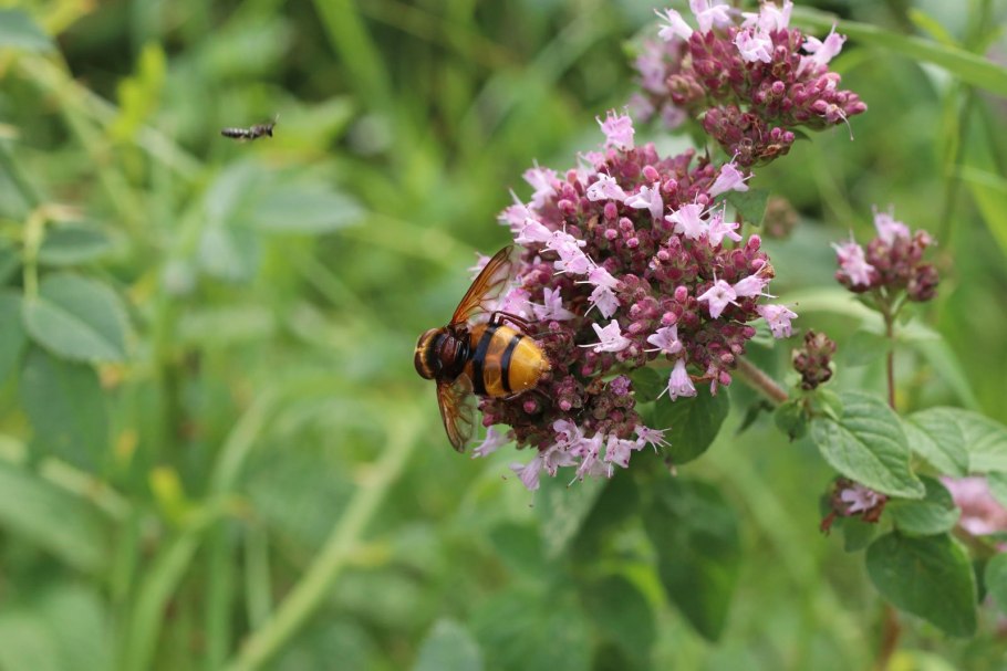 Душица обыкновенная Origanum vulgare l.