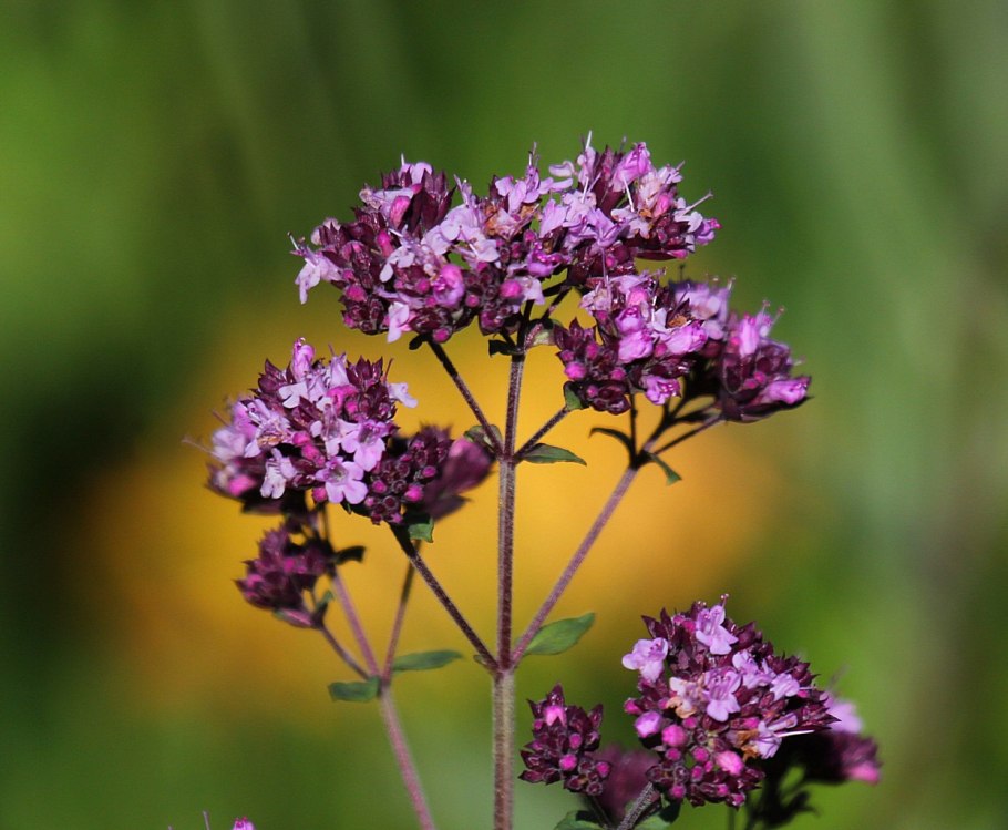 Душица обыкновенная орегано