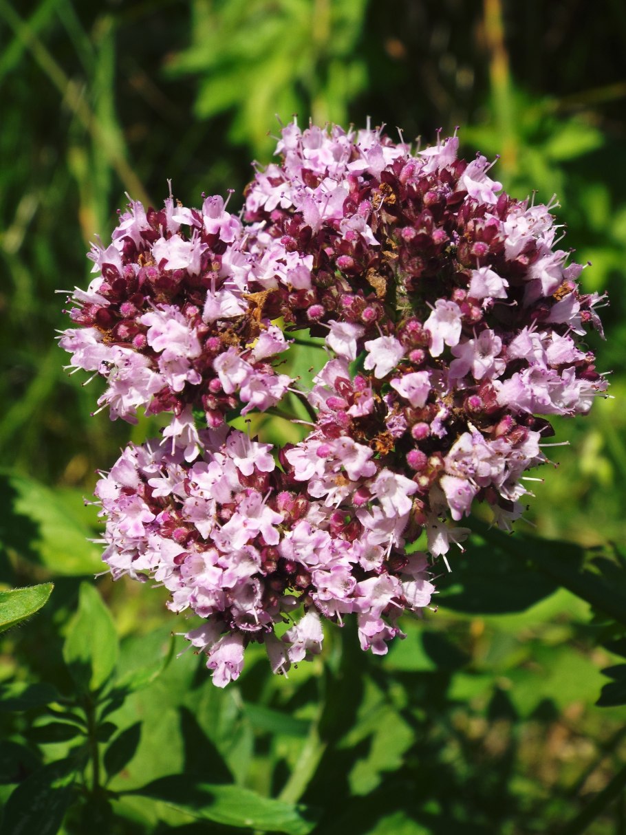 Душица обыкновенная Origanum vulgare l.