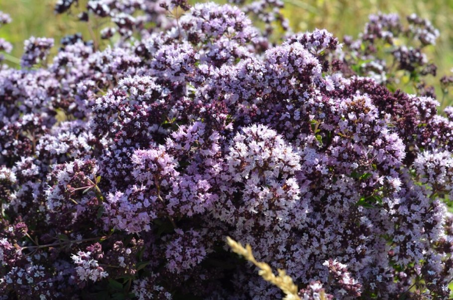 Душица обыкновенная Фармакогнозия