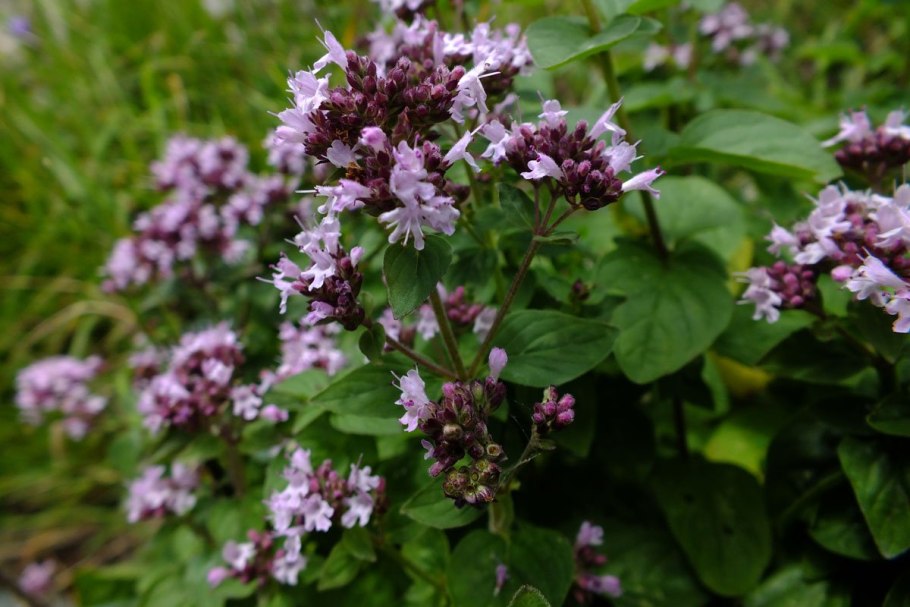 Душица обыкновенная (орегано)