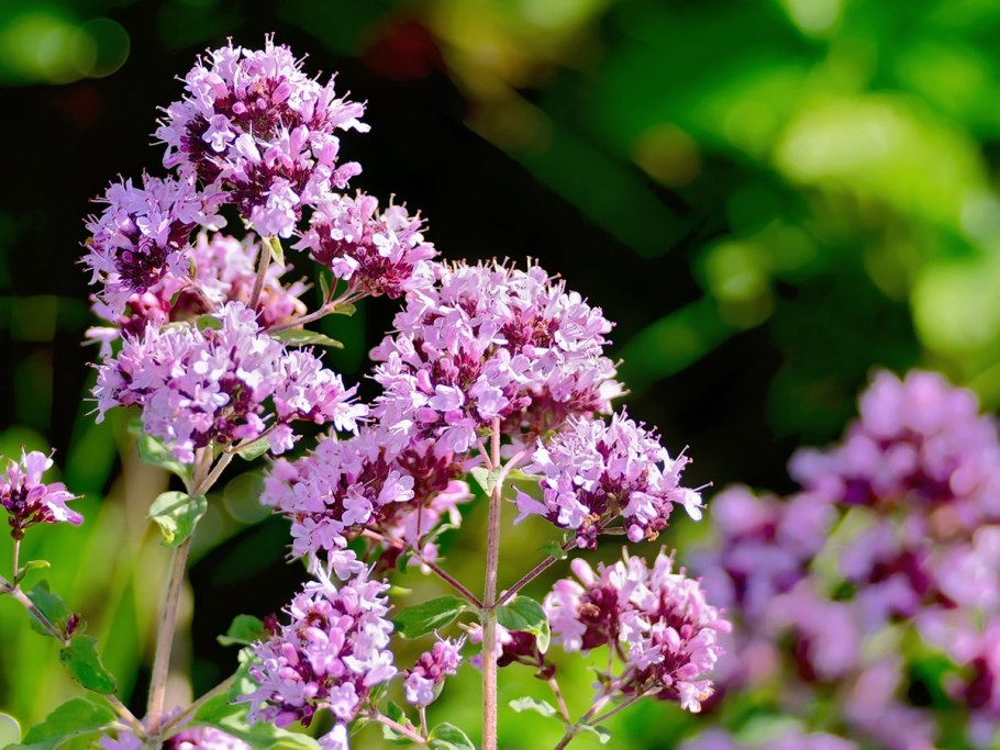 Душица лекарственное растение