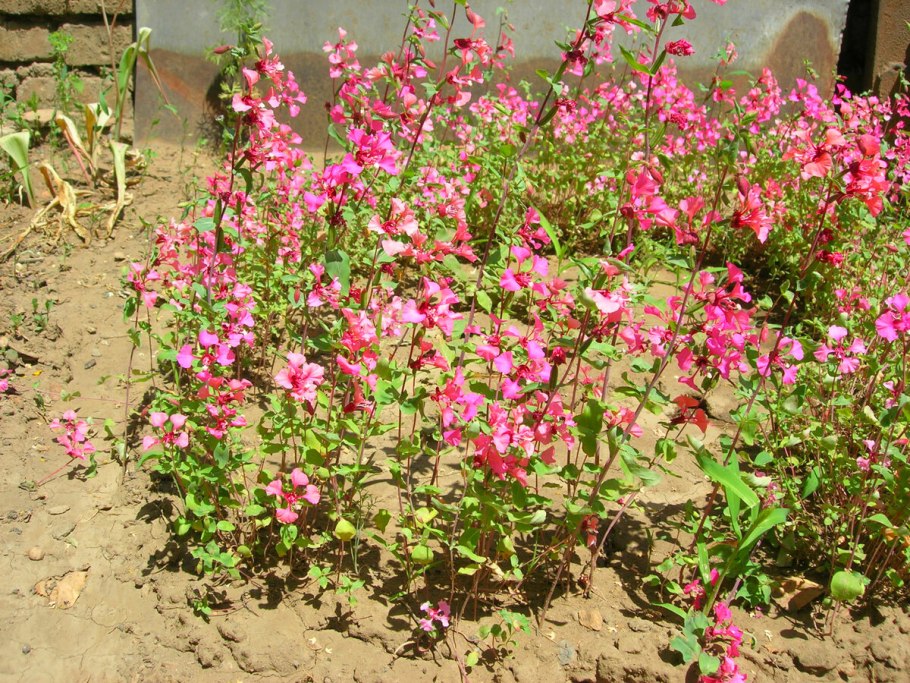 Кларкия Арианна