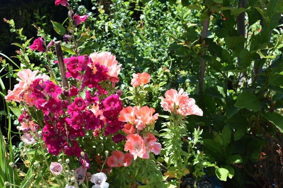 Кларкия изящная бриллиант