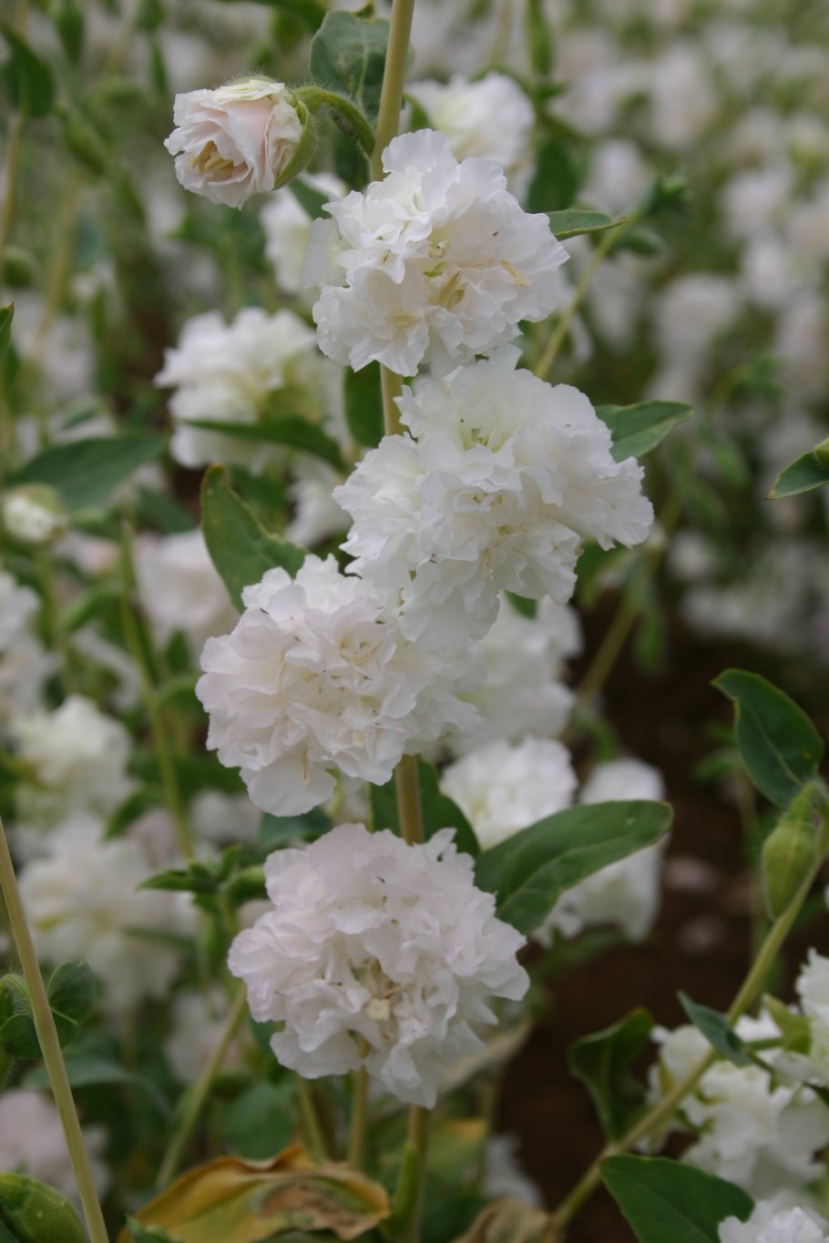 Кларкия Сакура