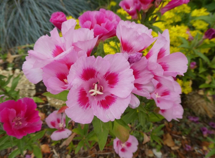 Годеция рембрандт