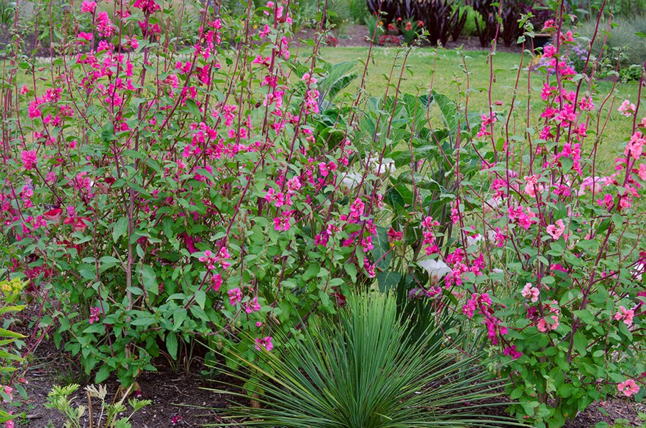 Кларкия на клумбе