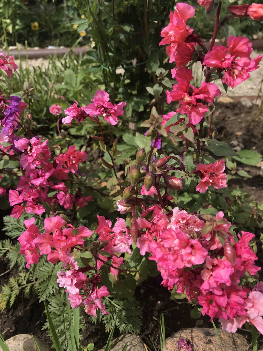 Кларкия изящная махровая