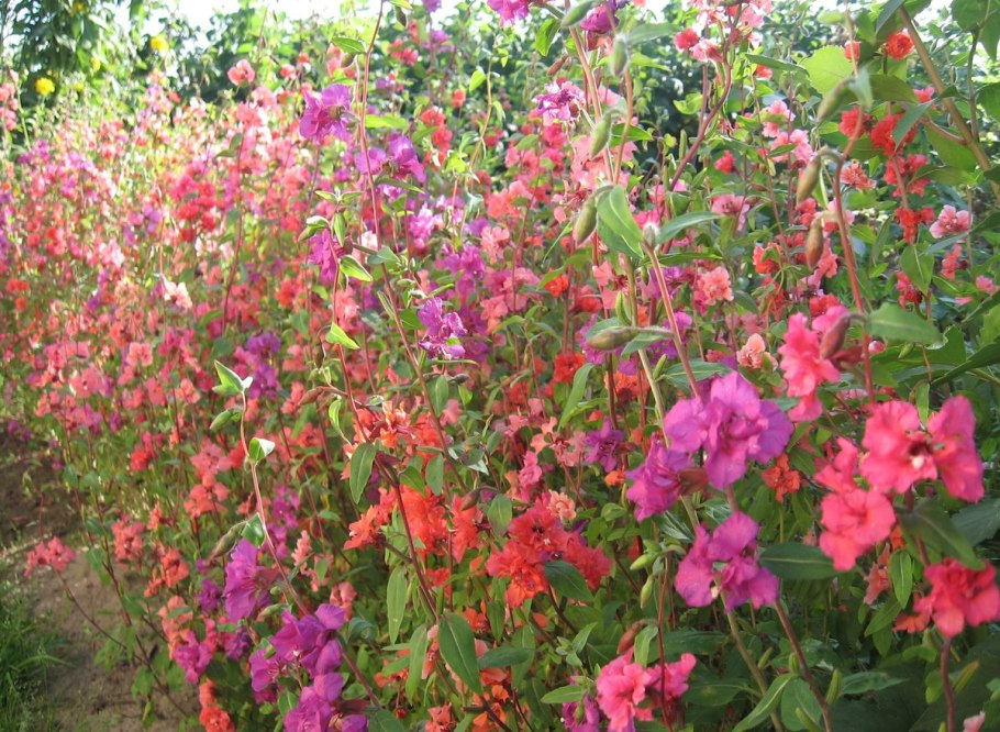 Кларкия прелестная годетия