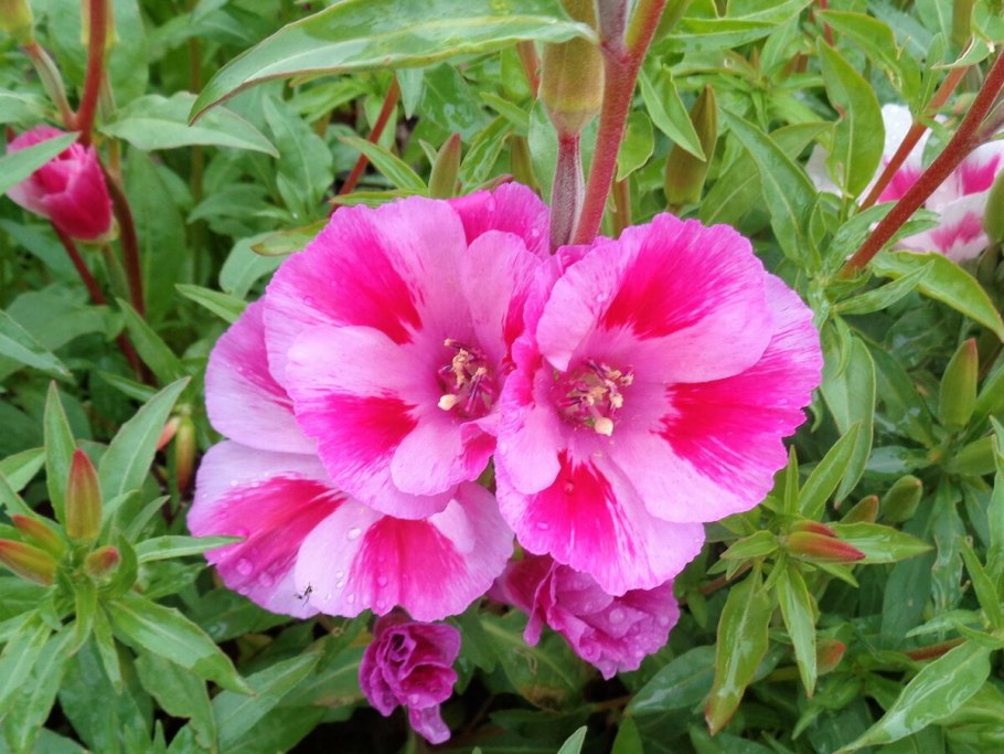 Кларкия годеция