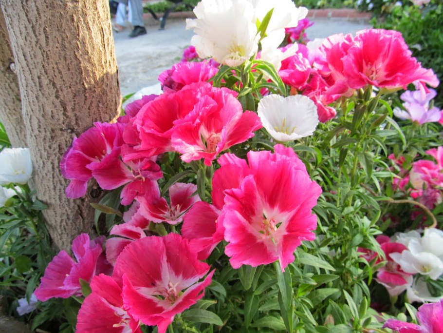 Кларкия Salmon perfection