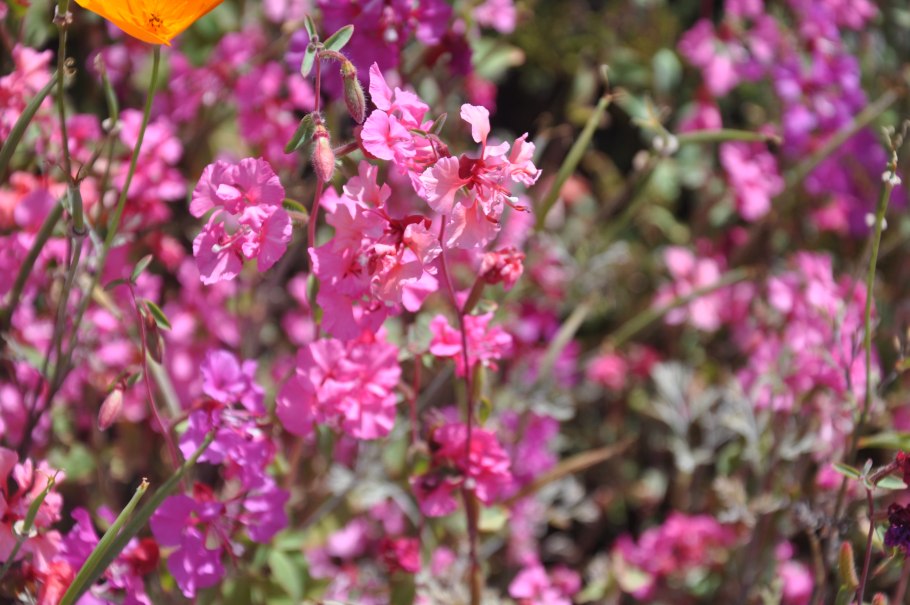 Кларкия бриллиант