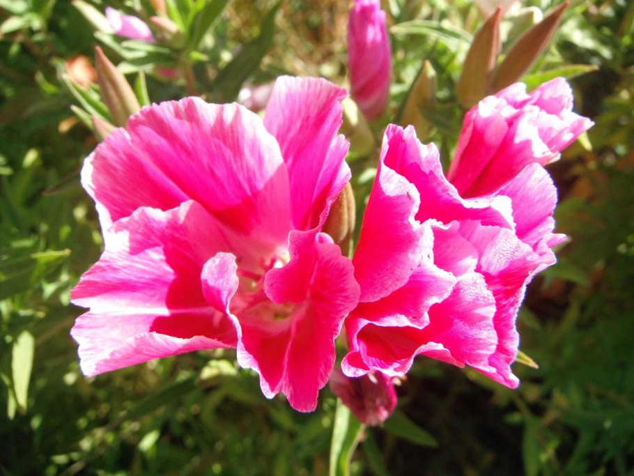 Растение кларкия