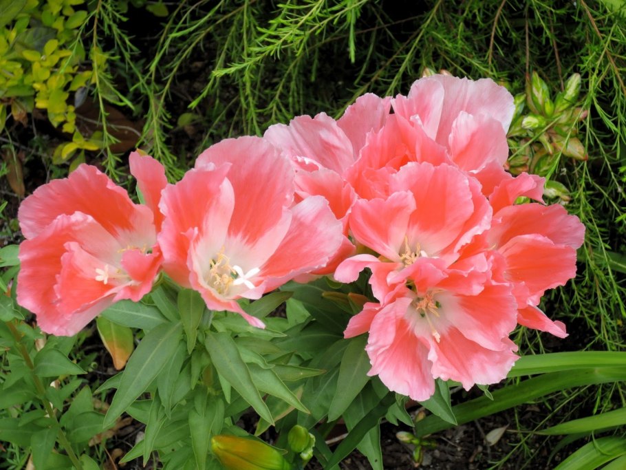 Годеция оранж глори